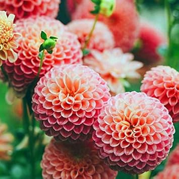 Orange And flower seeds