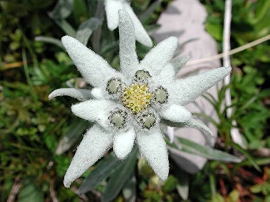 Edelweiss Leontopodium flower seeds