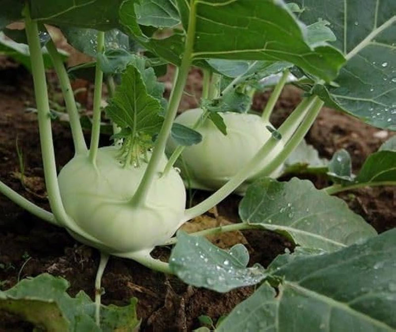 White Kohlrabi Seeds for Planting – Heirloom Garden Seeds