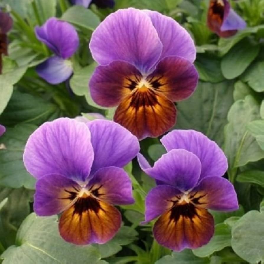 Blueberry Glow flower seeds