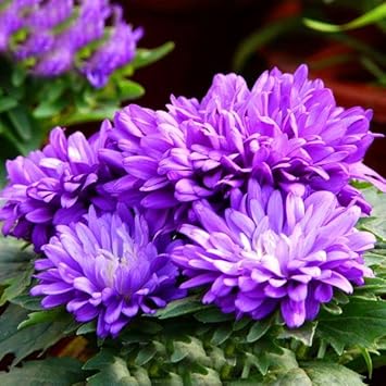 Purple Chrysanthemum flower seeds
