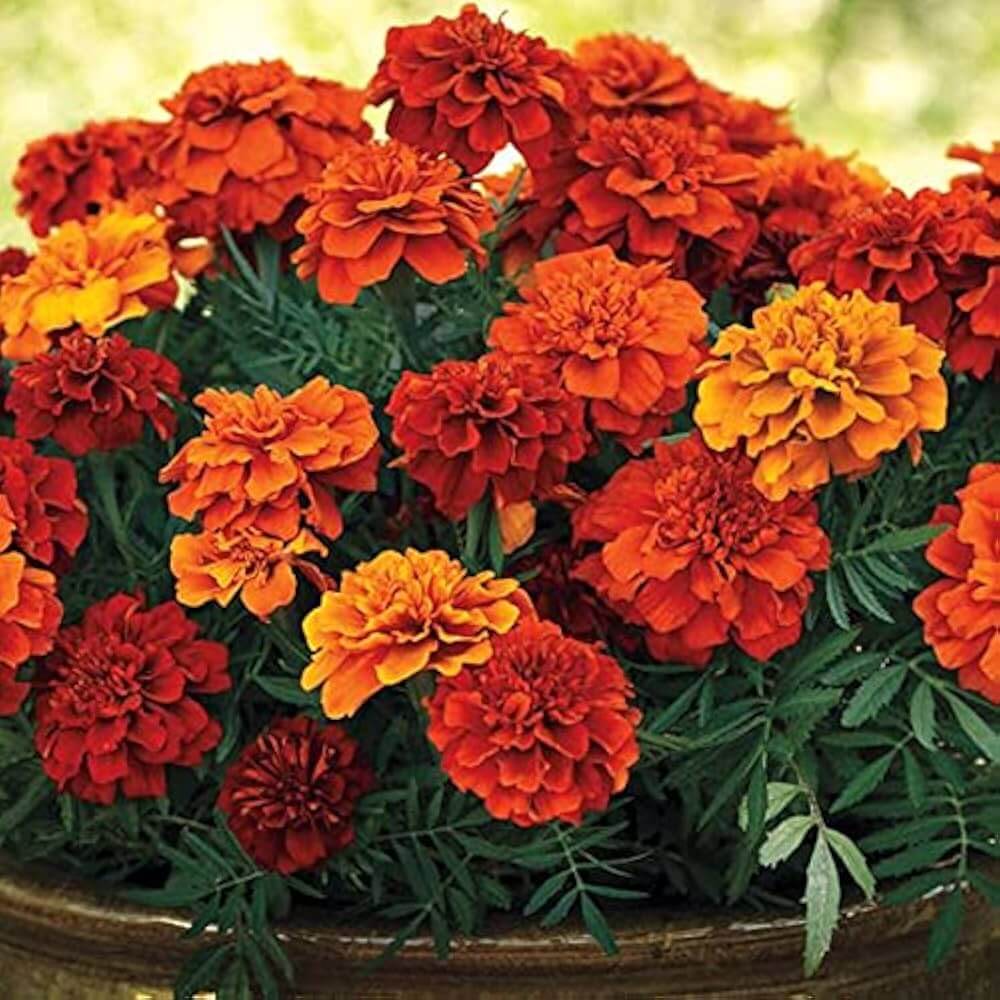 Bronze Marigold plant