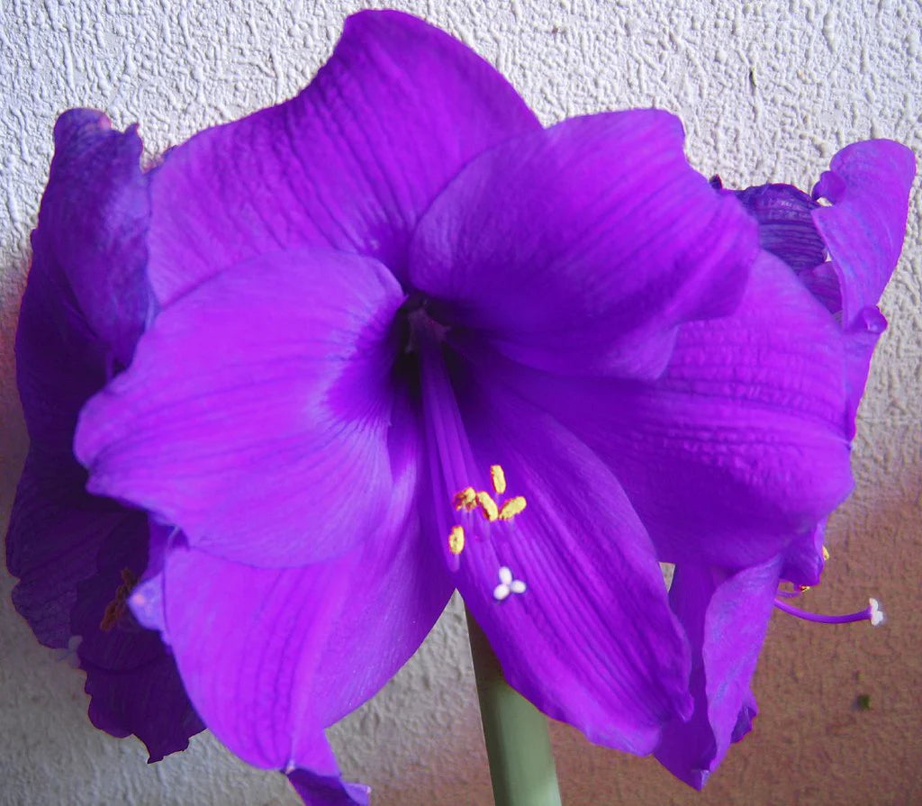 Purple Amaryllis flower seeds