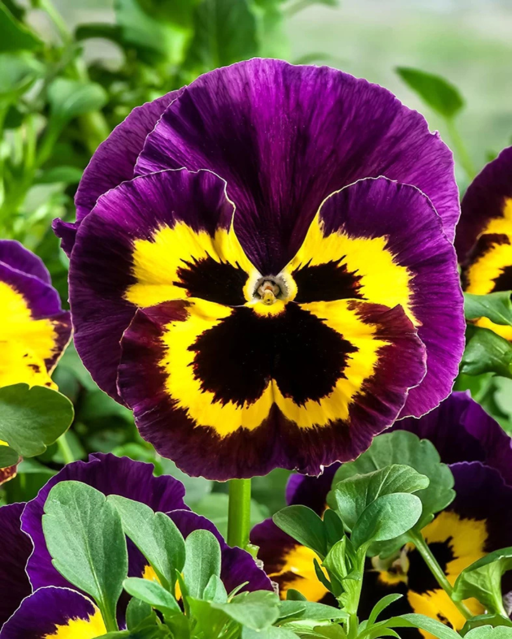 Pansies flower seeds