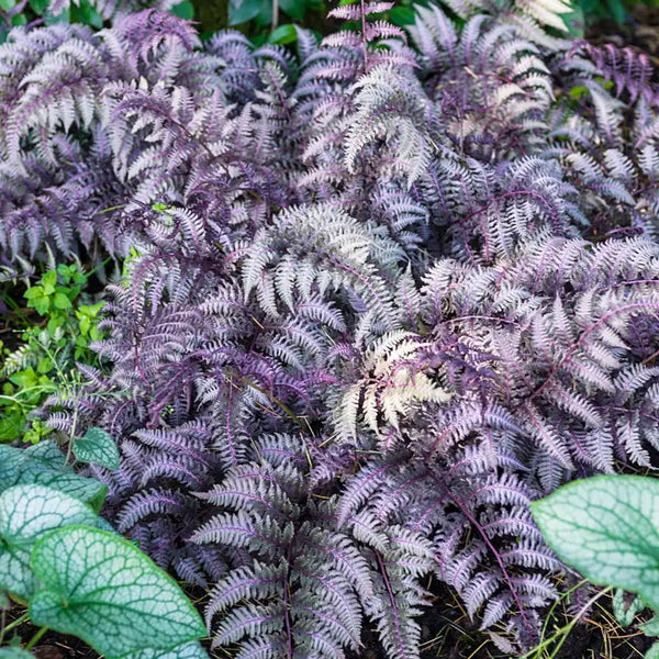 Purple Fern flower seeds