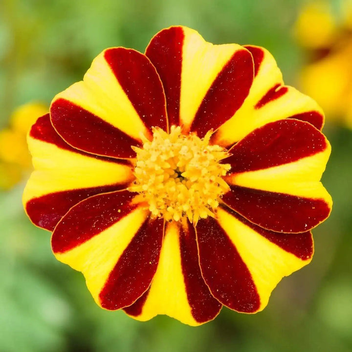 Marigold Mr flower seeds
