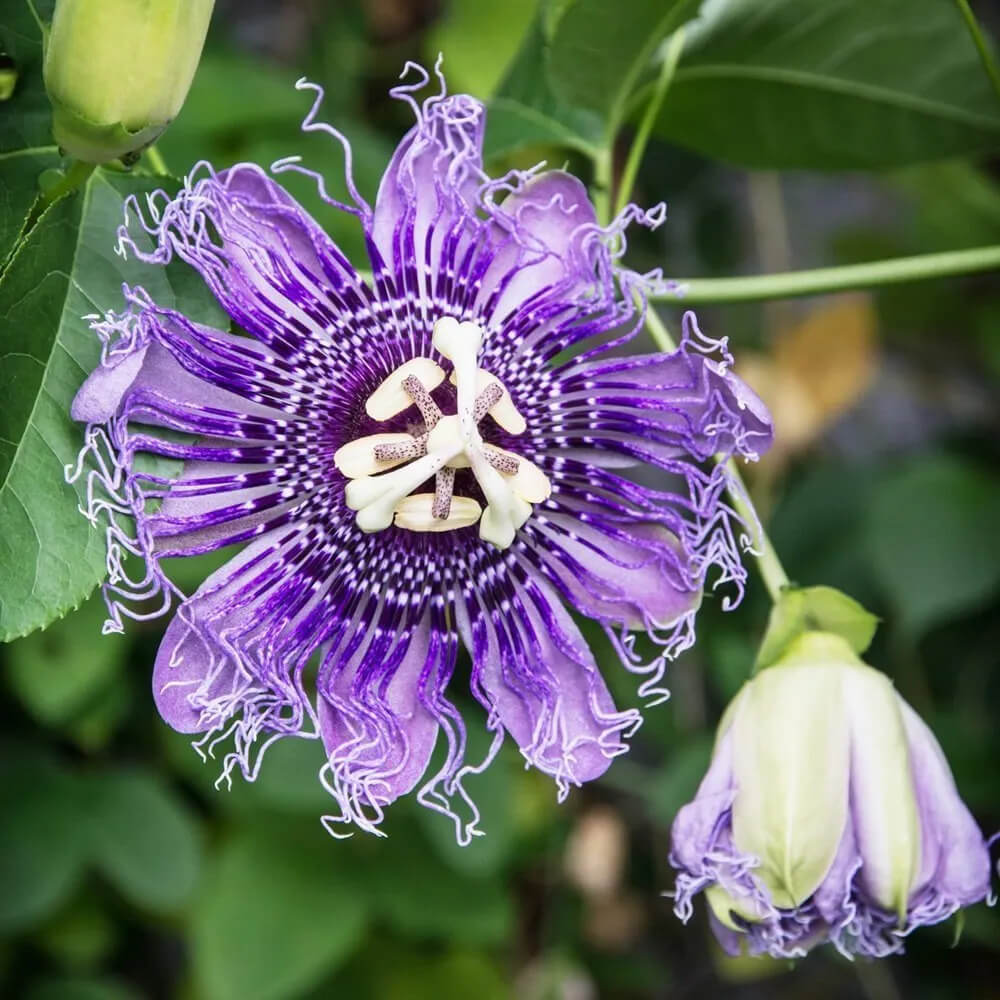 Passiflora Incarnata Passion plant