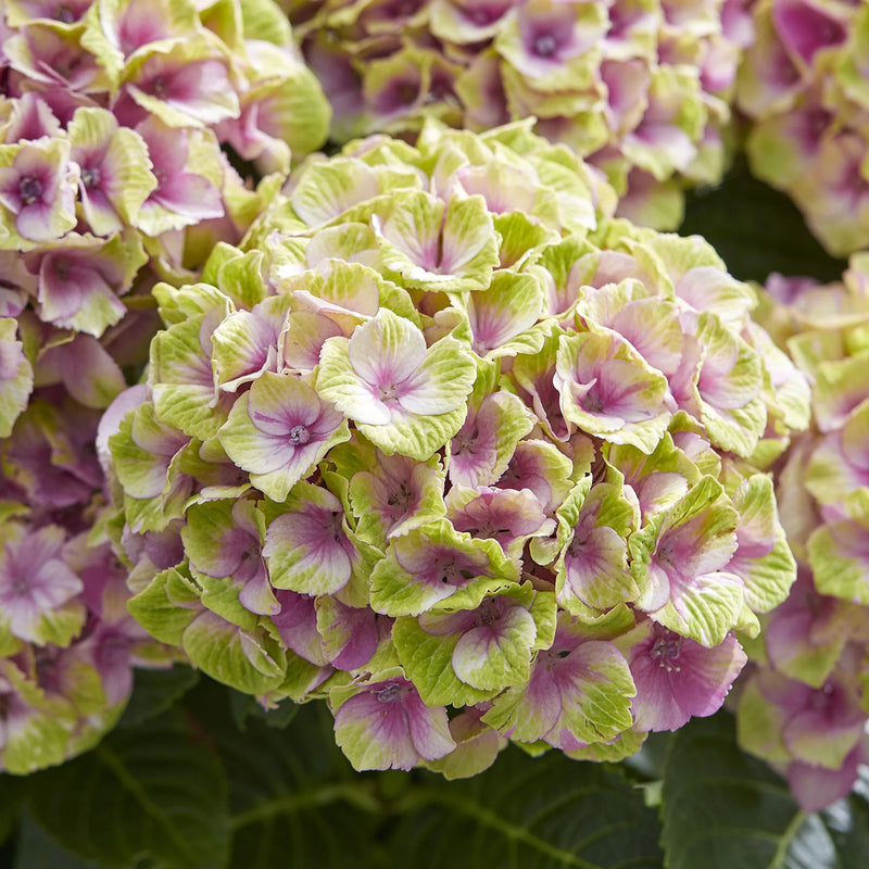 Green and Pink Hydrangea Flower Seeds for Planting – Heirloom Non-GMO Garden Seeds