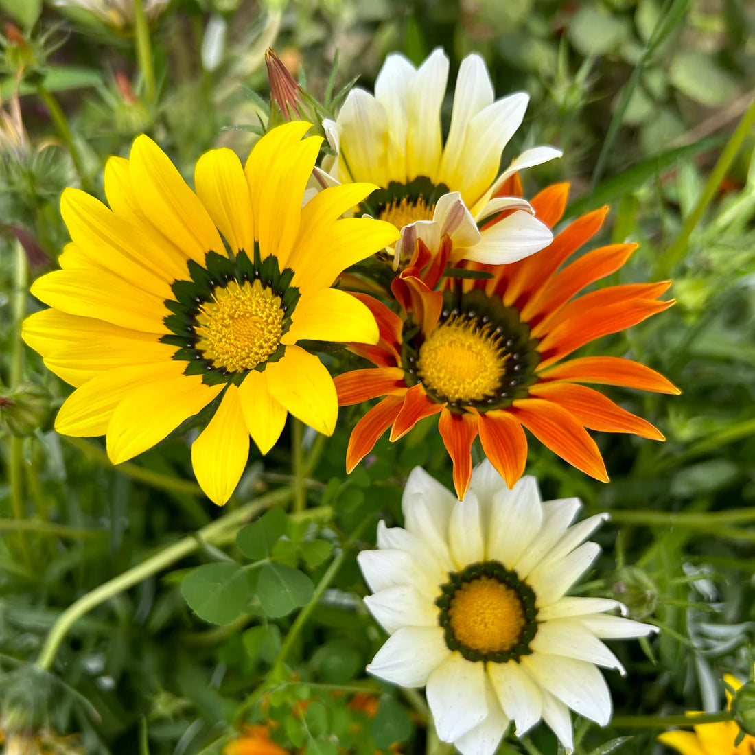 Gazania Sunshine flower seeds