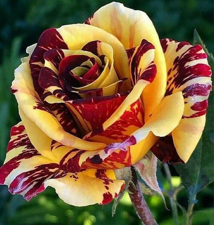 Rare Dragon flower seeds