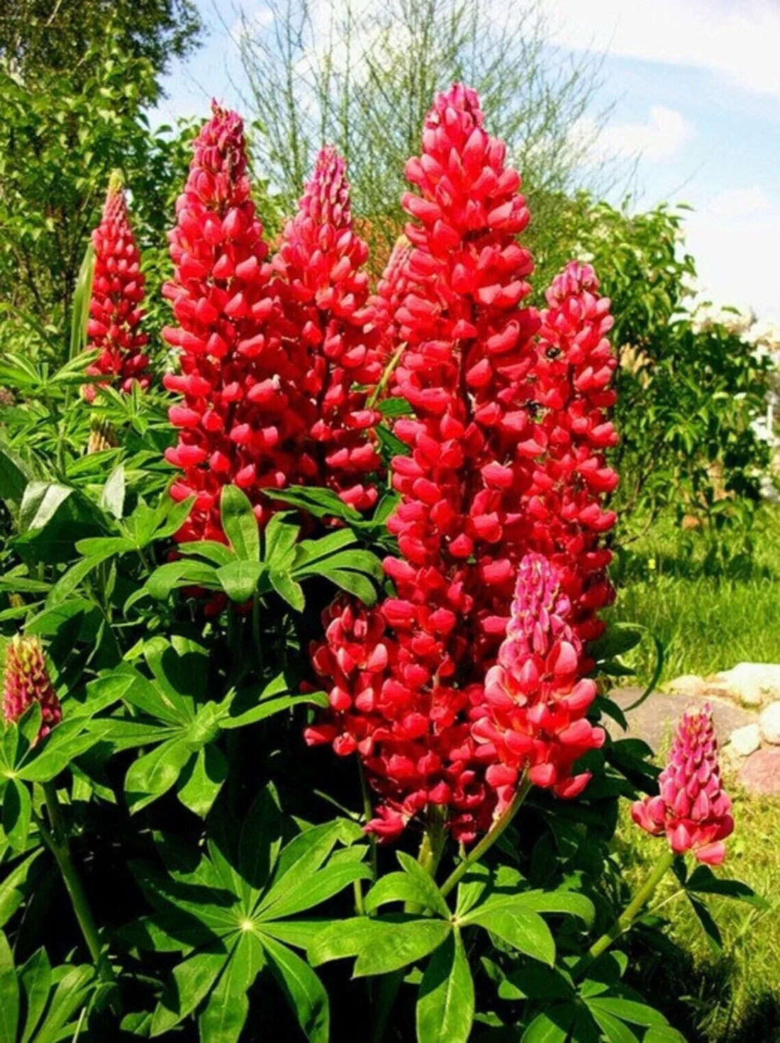 Russell flower seeds