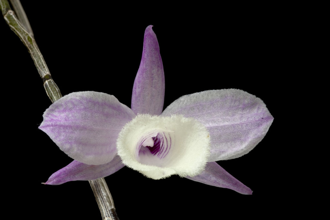 Dendrobium Aphyllum flower seeds