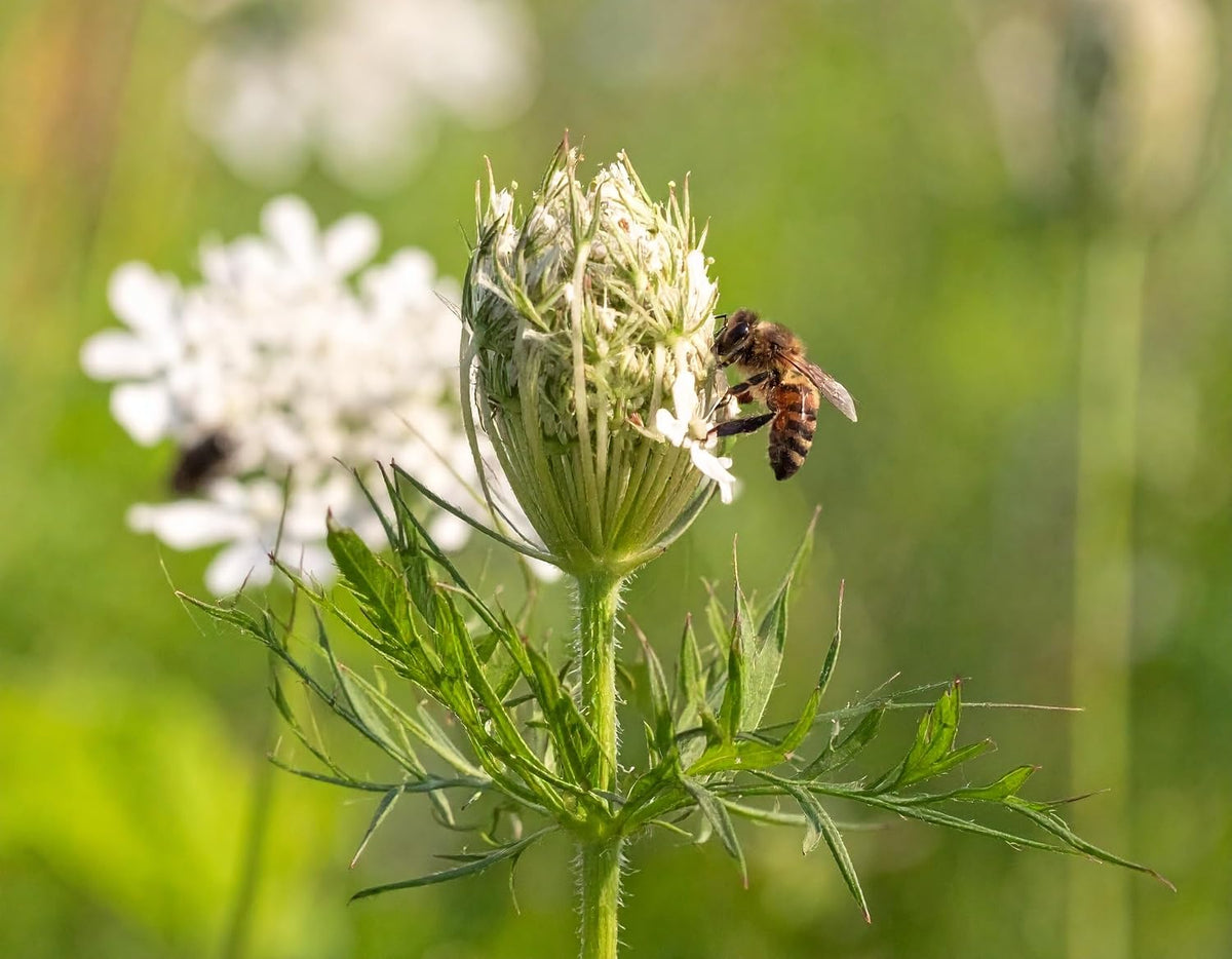 Wild Carrot Zanahoria Flower Seeds for Planting – Heirloom Garden Flower Seeds