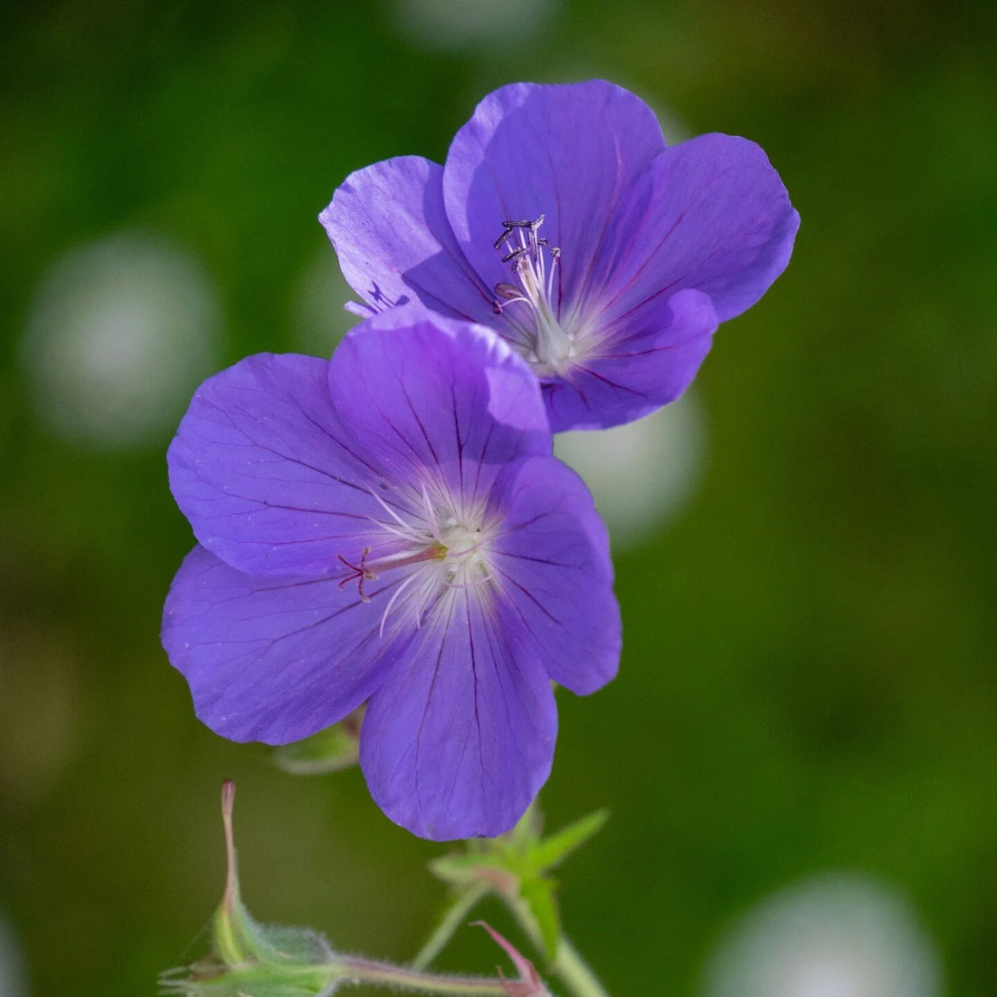 Blue Geranium flower seeds