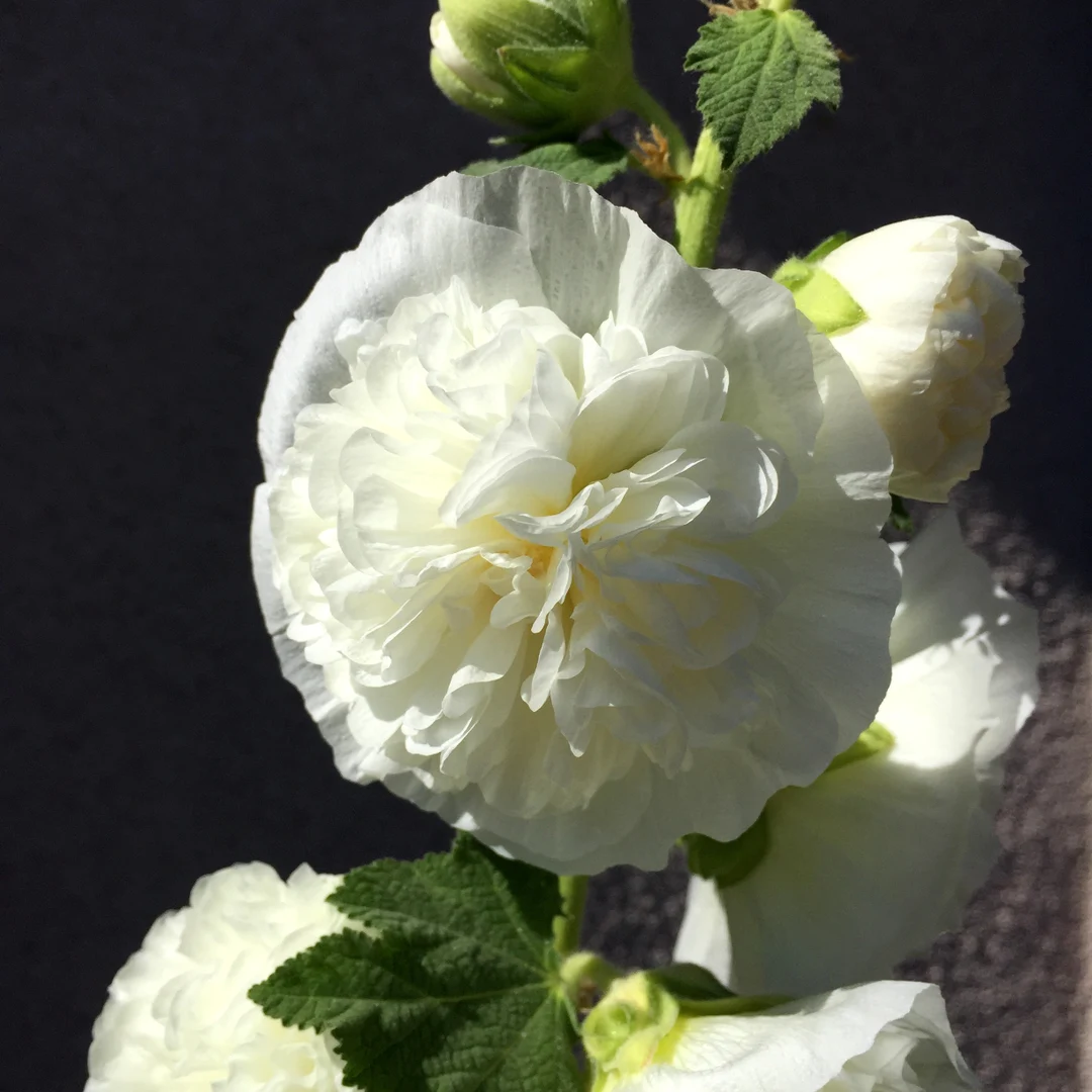 Double White Hollyhock plant