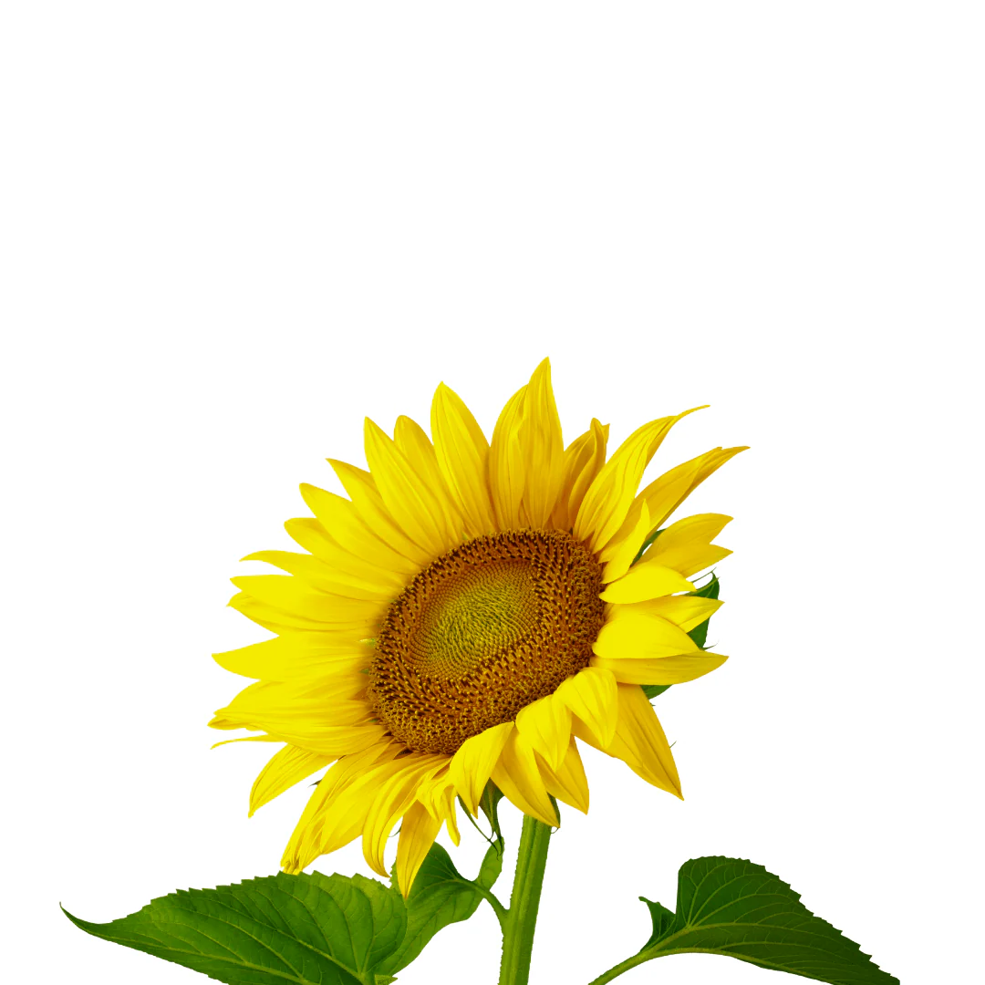 Peredovik Sunflower plant