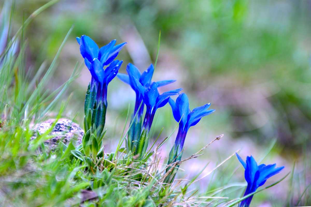 Scabra Gentiana plant