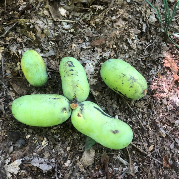 Asimina Triloba Pawpaw plant
