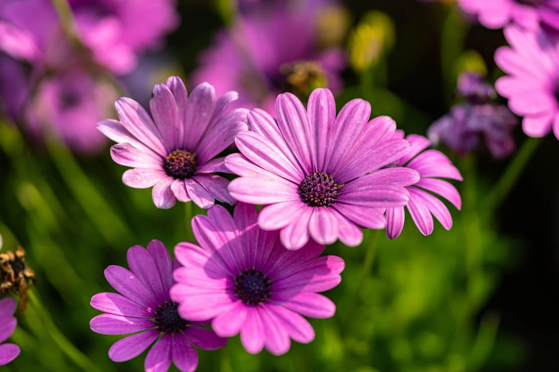 Purple Osteospermum plant