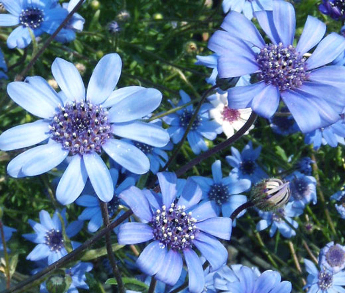Blue Daisy plant