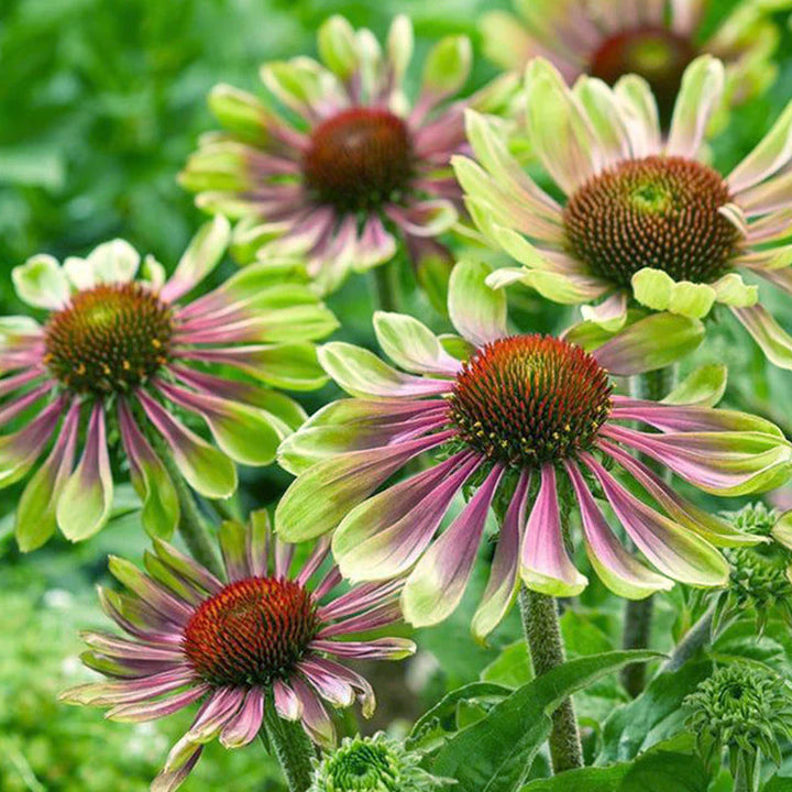 Green Coneflower flower seeds
