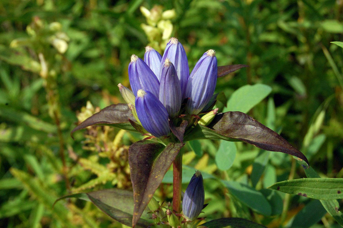 Bottle Gentian plant