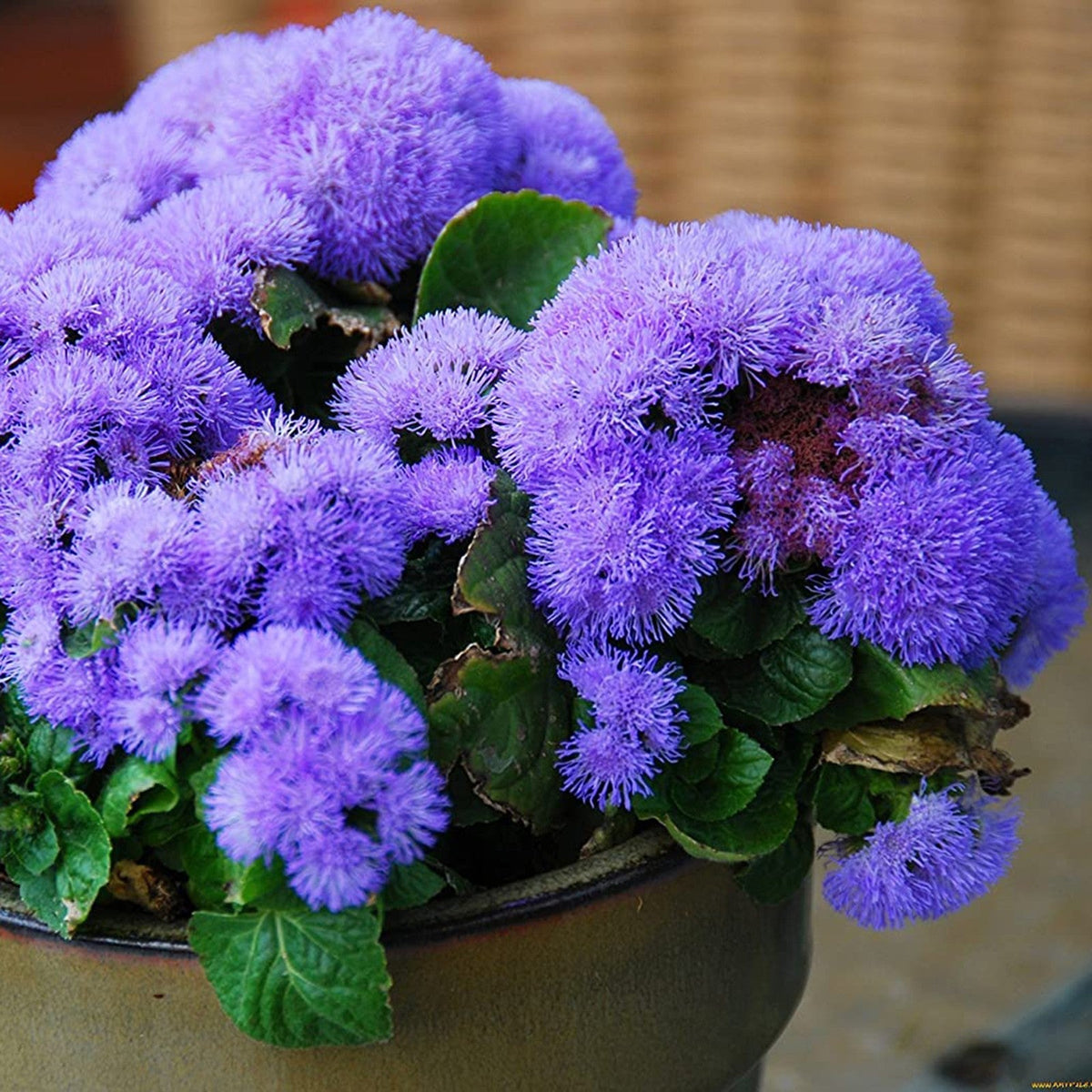 Floss Ageratum plant