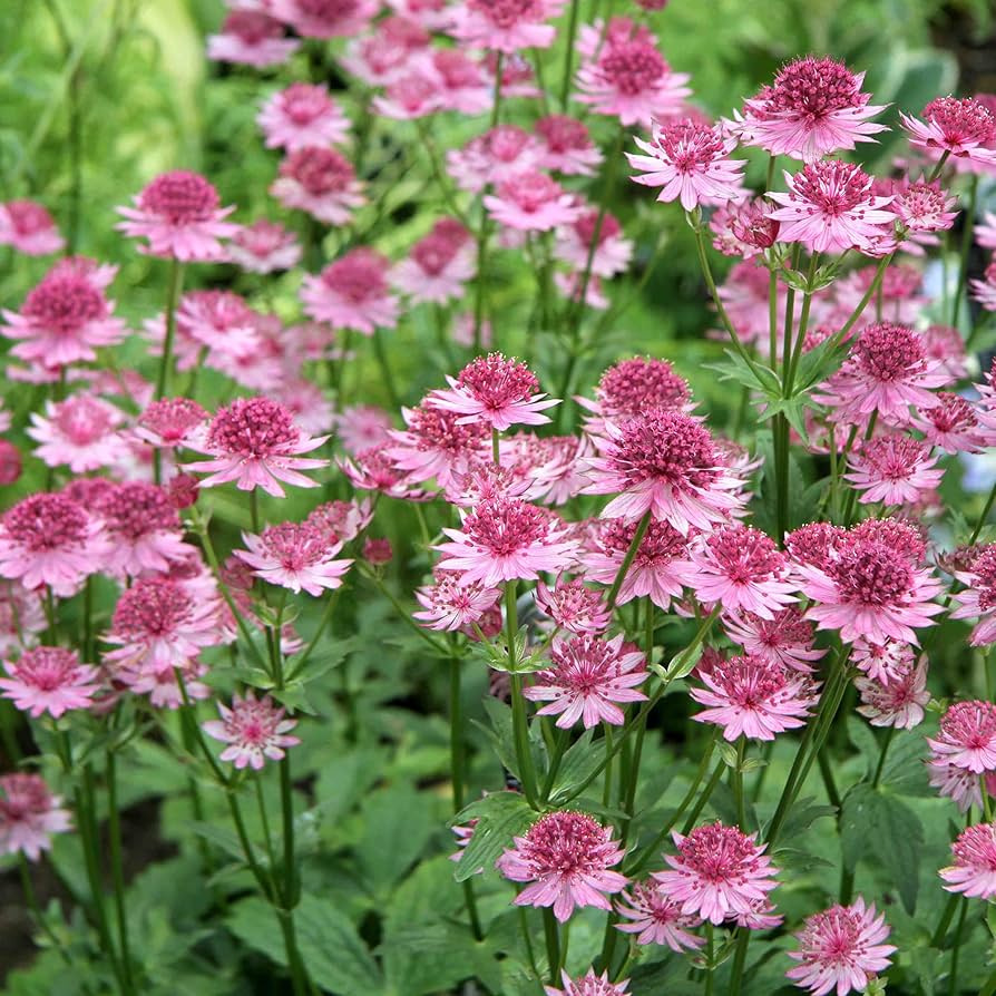 Symphony Astrantia Major plant