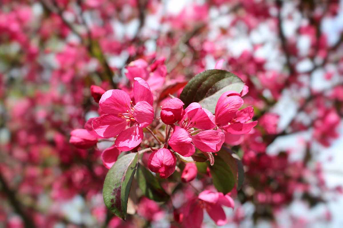 Floribunda Crabapple plant