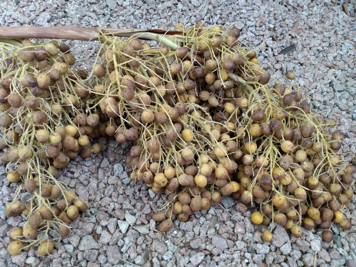Palm Brahea Armata plant