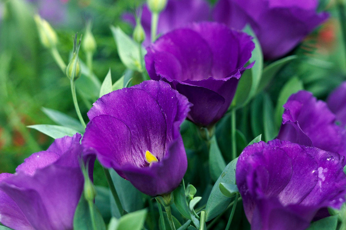 Purple Lisianthus plant