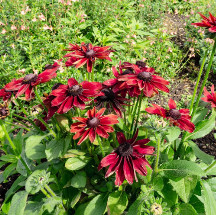 Cherry Brandy Rudbeckia plant