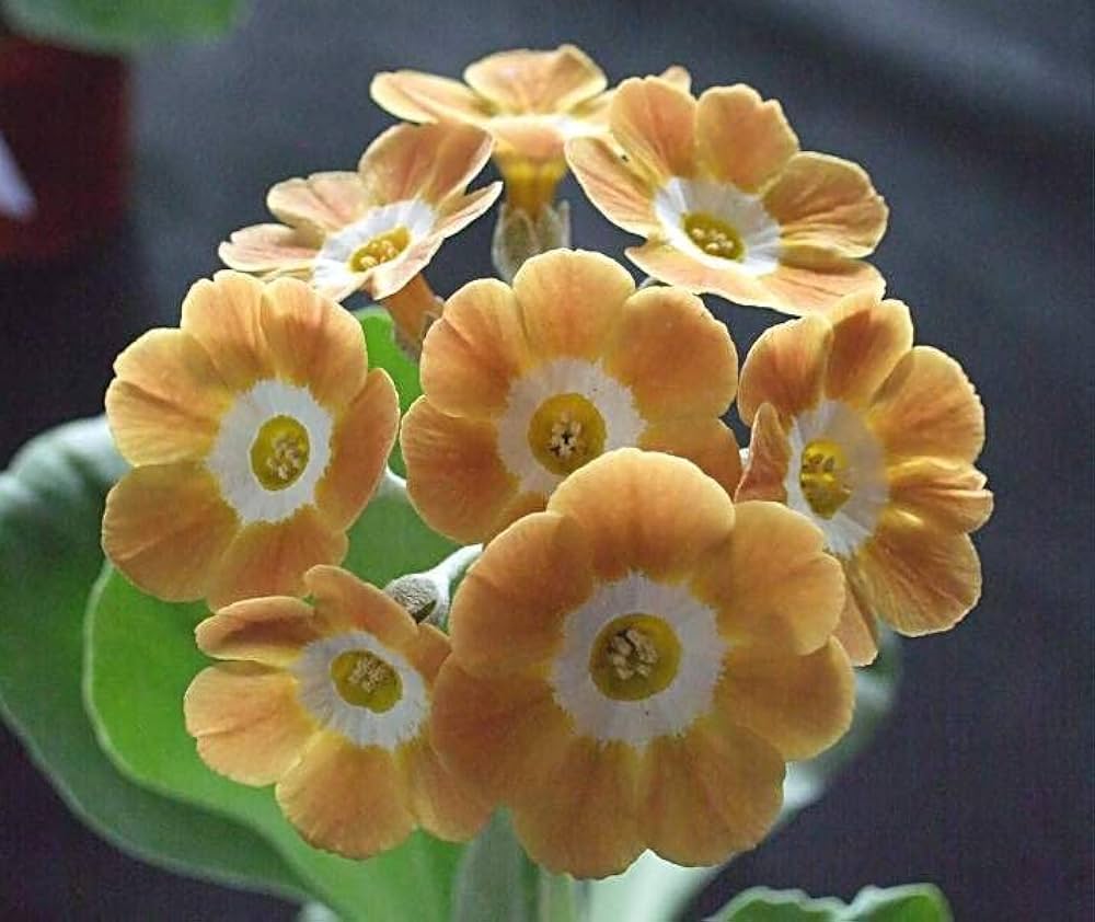 Perennial Primula plant