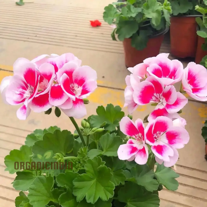 Pink White Geranium plant
