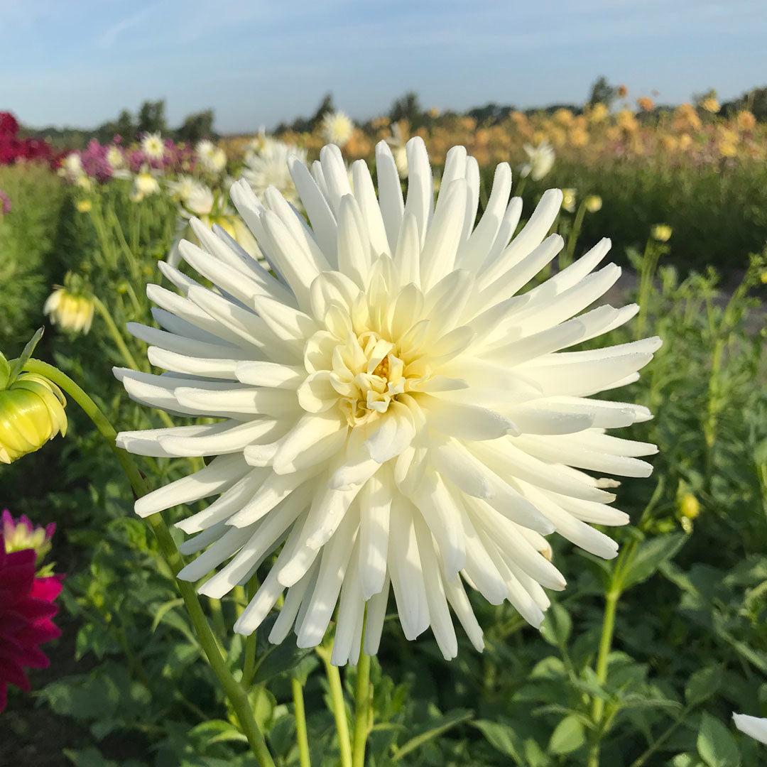 Cactus Dahlia plant