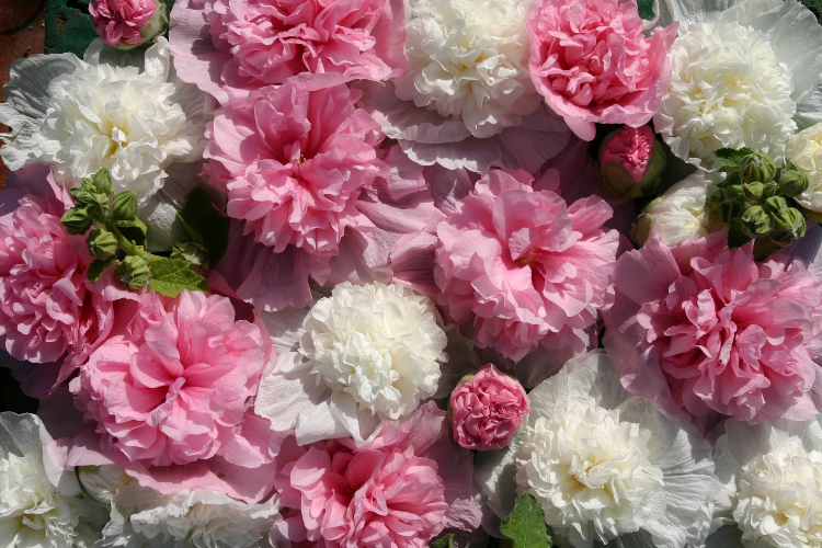 Bouquet Double Hollyhock plant