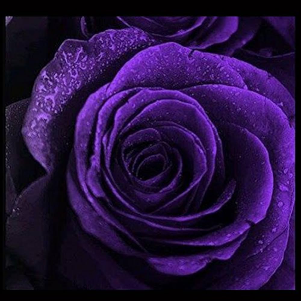 Purple Rose plant