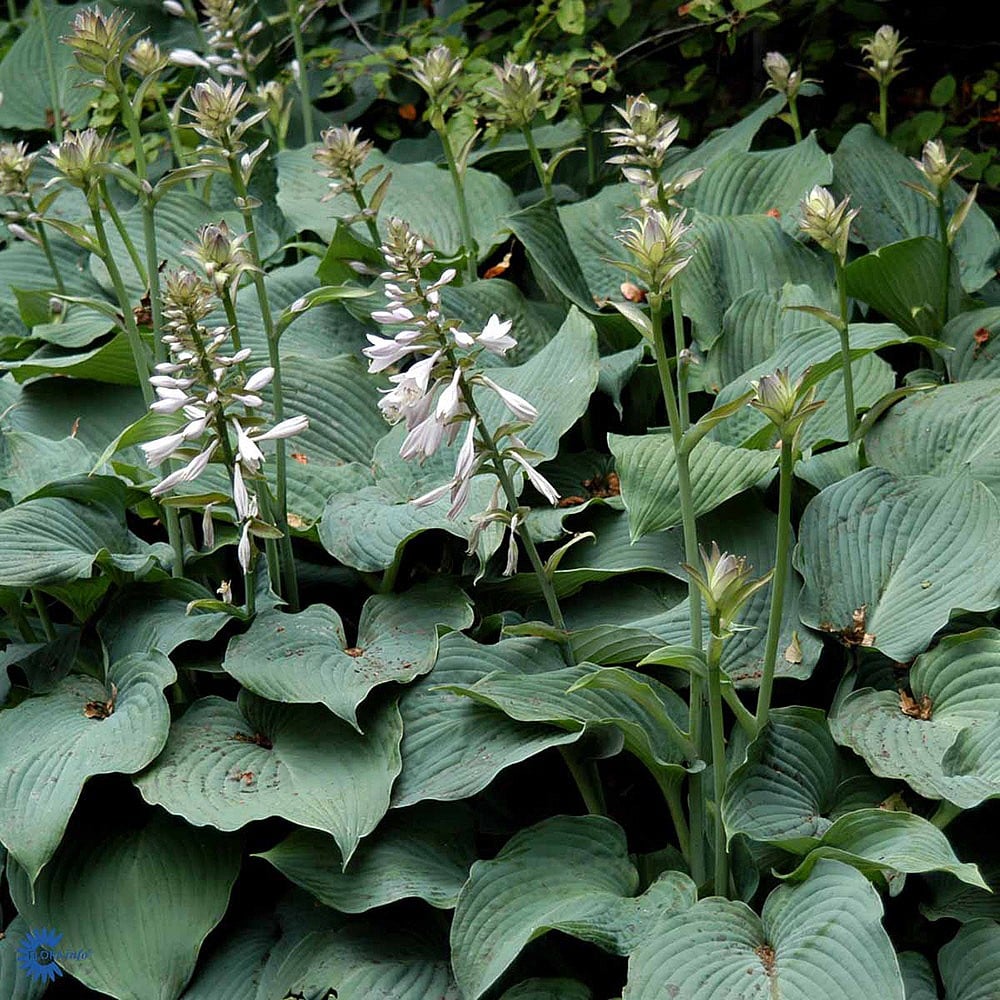 Angel Plantain Lily plant