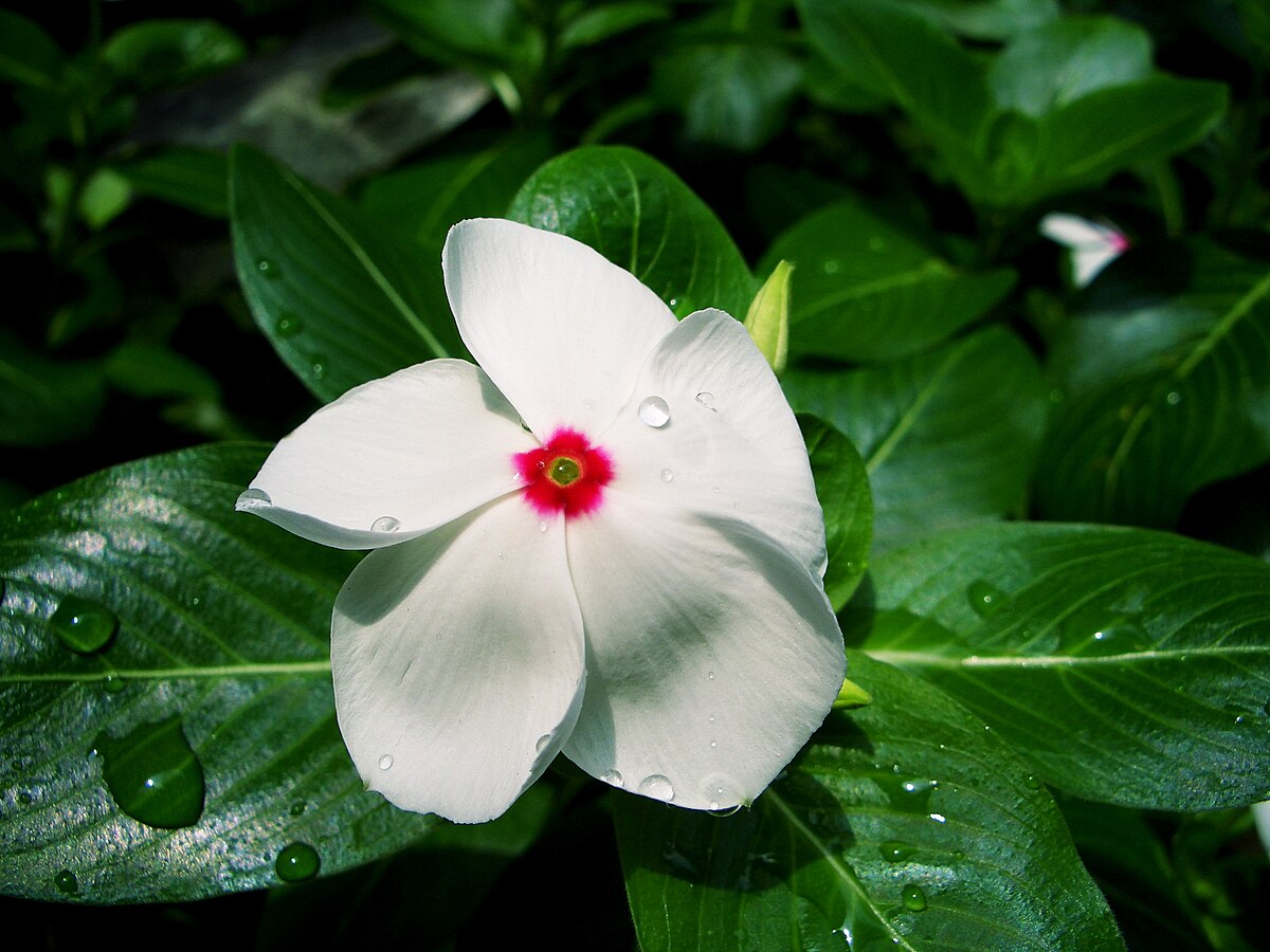 Catharanthus Roseus plant