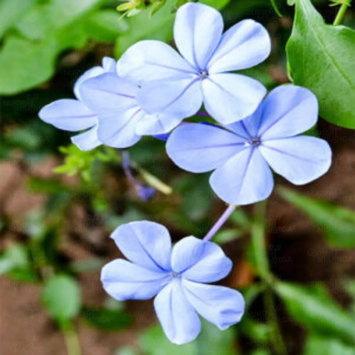 Blue Plumbago plant