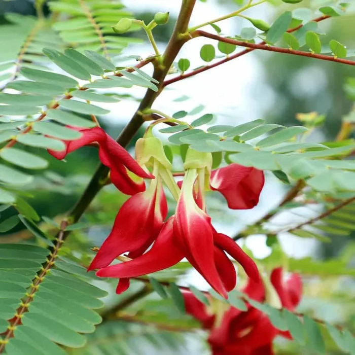 Grandiflora Sesbania plant