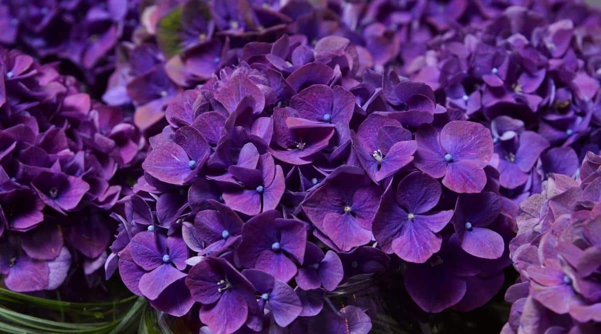 Dark Purple Hydrangea plant