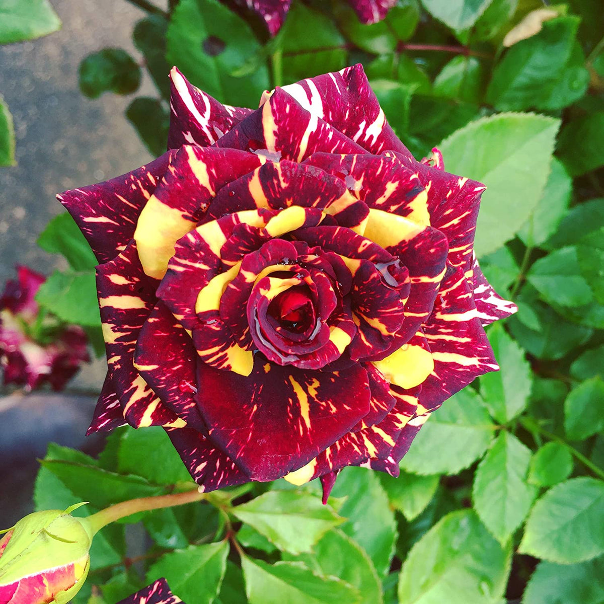 Abracadabra rose flowers