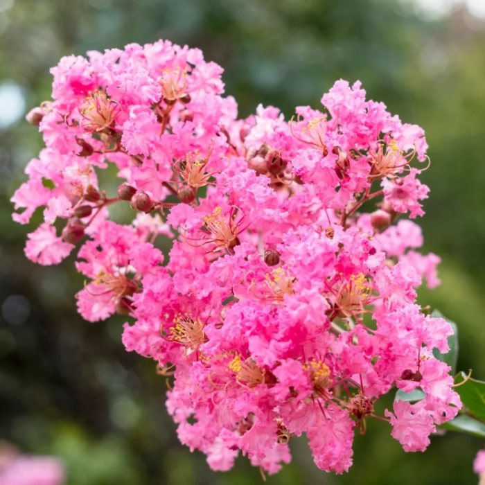 Pink Crape Myrtle plant