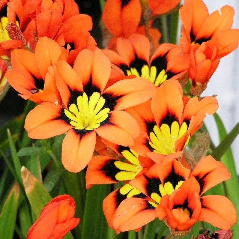 Orange Sparaxis Tricolor plant