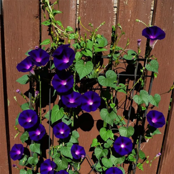 Black Morning Glory plant