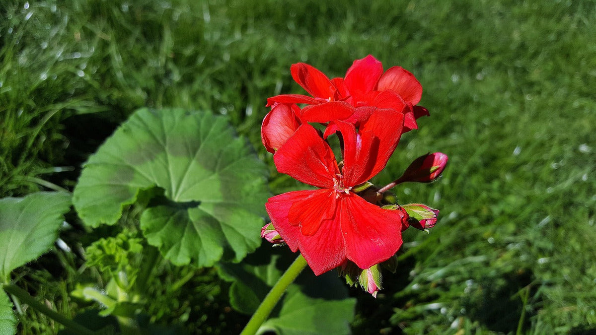 Geranium Pelargonium plant