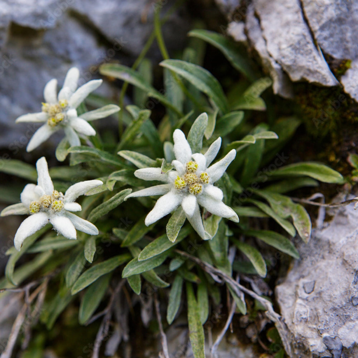Alpine Star Edelweiss plant