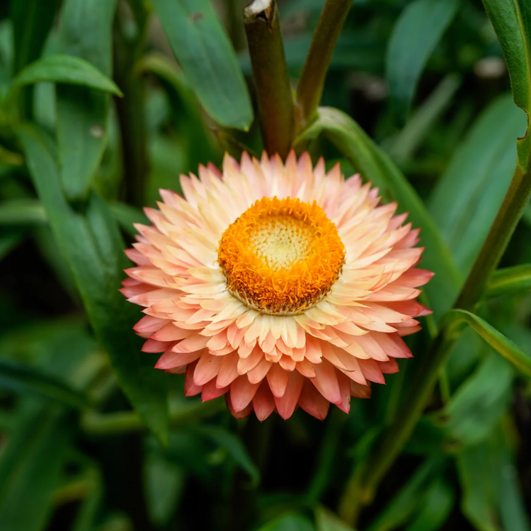 Tolerant Paper Daisy plant