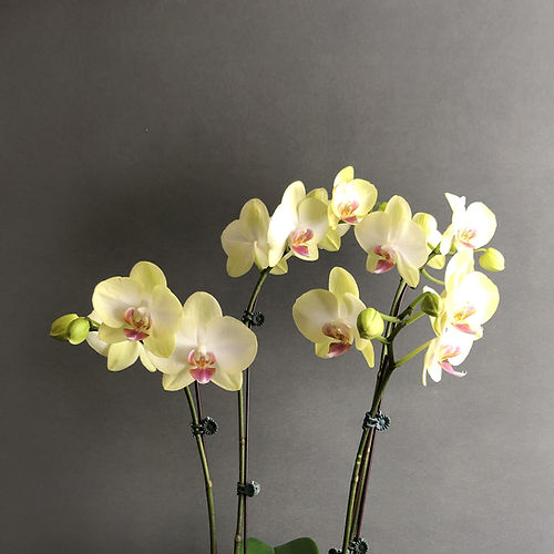 Light Yellow Orchid Flower Seeds for Planting – Heirloom Non-GMO Garden Seeds